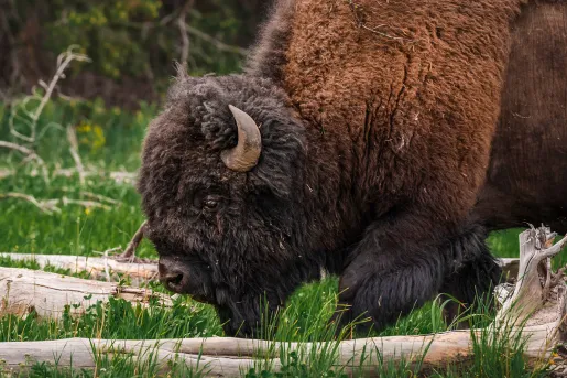 Bison bending down to snack on grass