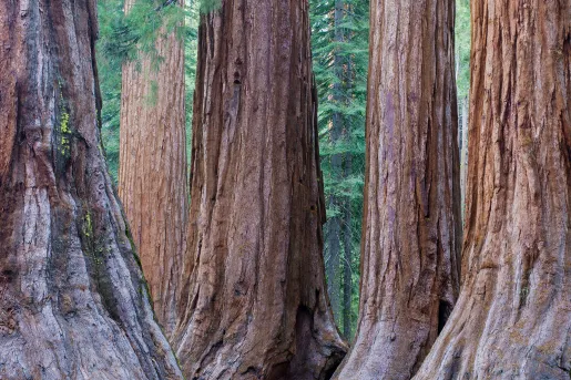 Wide shot of redwood trees.