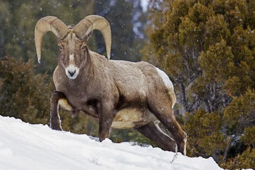Close-up of Bighorn Sheep.