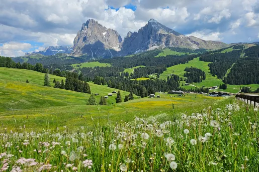 Green flowering fields with mountains in the backdrop