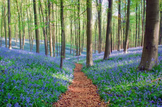 Field of lavender flowers and trees