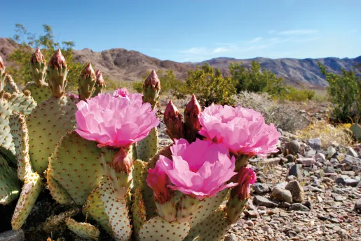 Cactus with pink flowers blooming