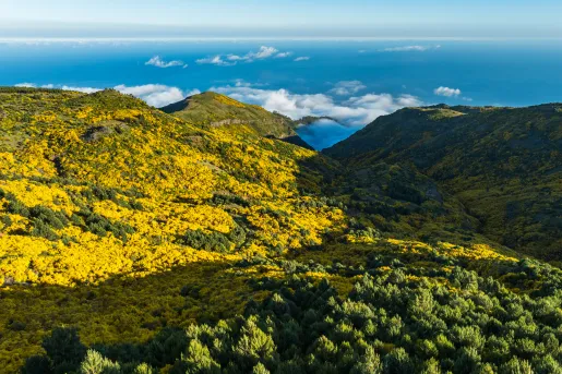 Large yellow and green trees in a forest