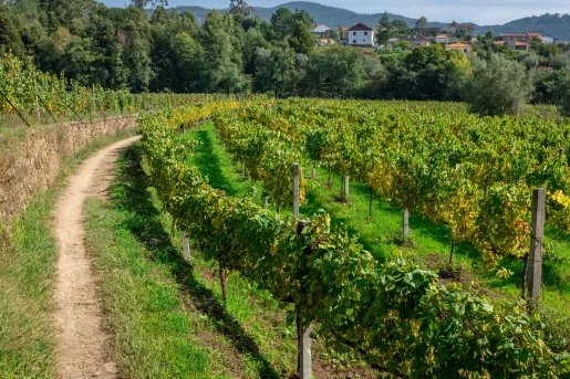 Large vineyard with houses in the distance