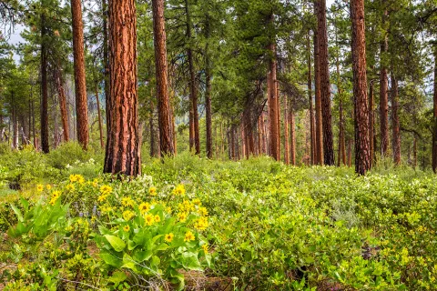 Shot of a large forest with small, yellow-flowered bushes below.
