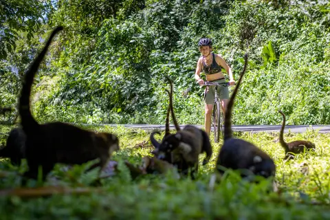 Rider Stopping to See Monkeys Along Side Road Costa Rica