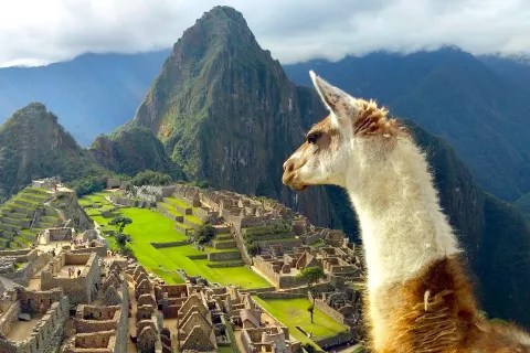Over the shoulder shot of llama overlooking Machu Picchu.