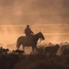 Shot of shepherd on horse, herd of sheep under them.