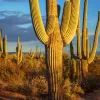 Cacti in desert
