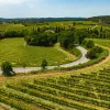 Two guests cycling down vineyard road towards villa.