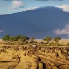cows grazing on a field