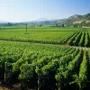 Open field of green crops and small hills in the distance
