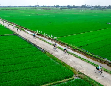 Group of people biking on an empty road surrounded by rice paddies