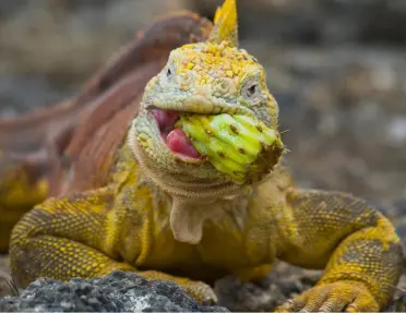 A Galapagos Land Iguana feeding on a prickly pear cactus