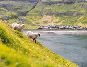 Two goats descending a grassy hill towards a lake